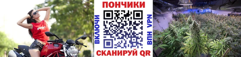 Бошки марихуана White Widow  kraken вход  Щёкино 